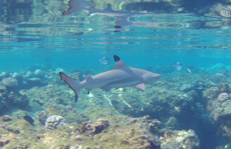 gal/2018/15 Egypt 2018/shark.jpg